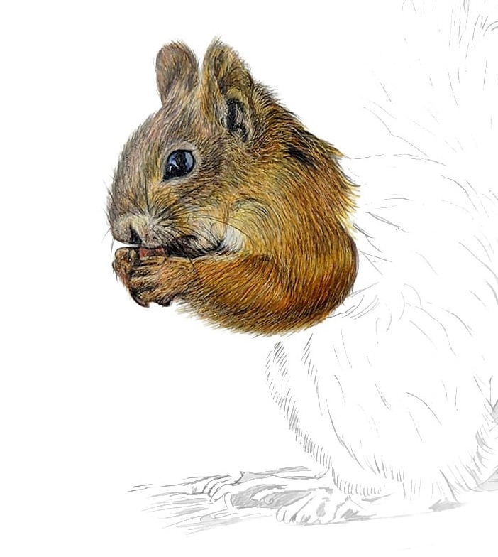 half drawn squirrel