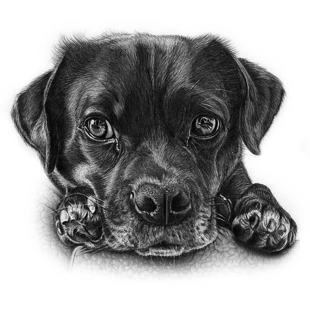 Timelapse image of Baxtor the dog graphite drawing