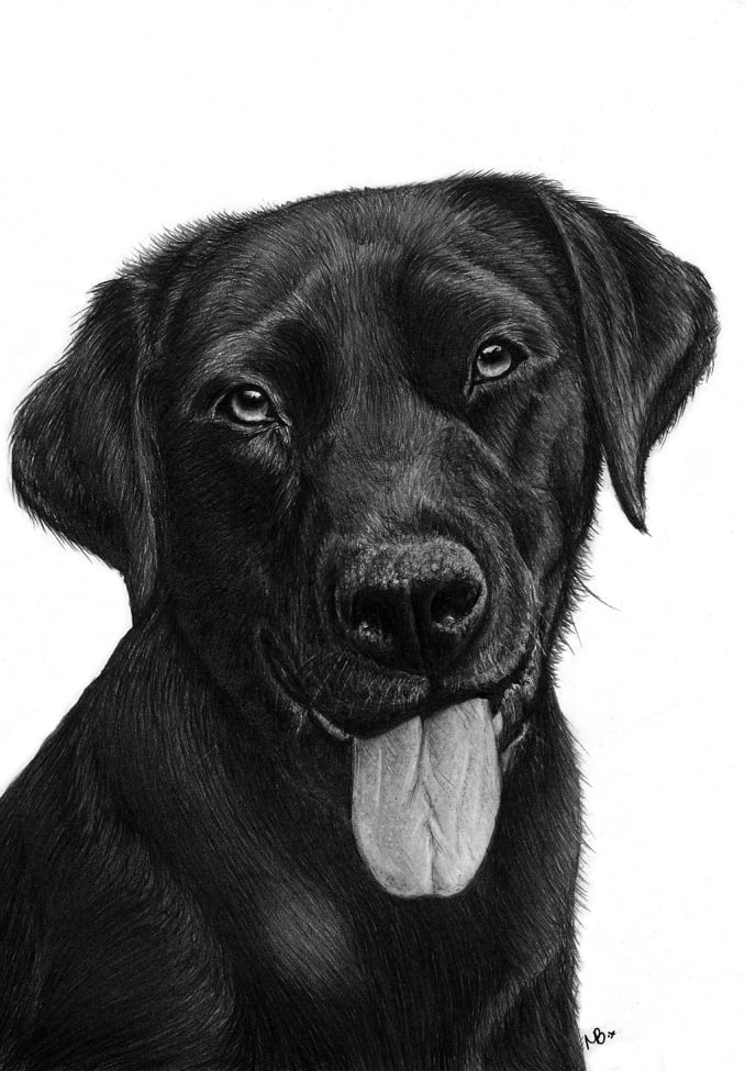 Timelapse drawing of a black Labrador portrait in graphite