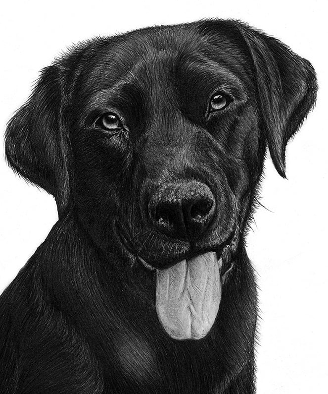 a black Labrador with his tongue out