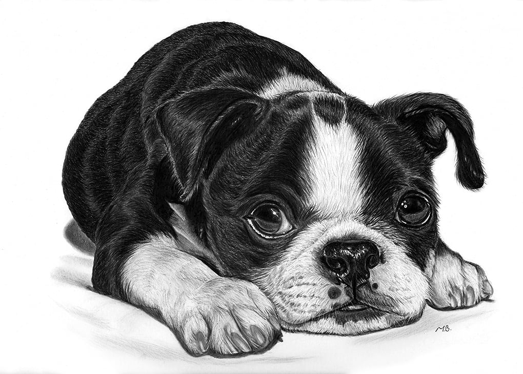 Timelapse image of a dog, Boston Terrier graphite drawing