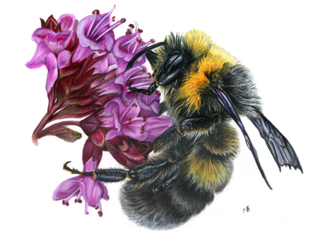 Bumblebee on pink flowers, coloured pencil drawing with Polychromos pencils
