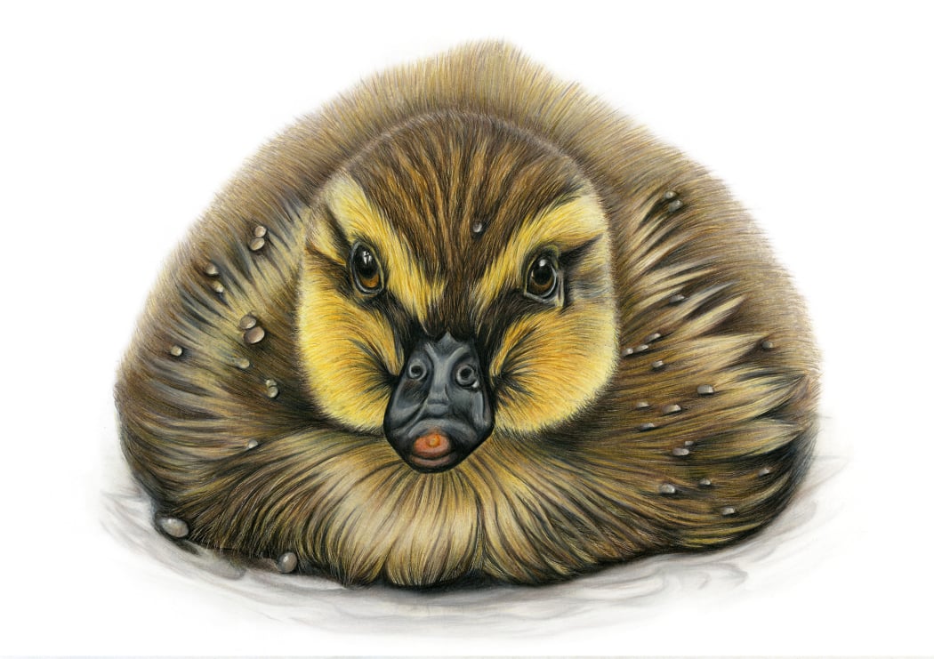Realistic coloured pencil portrait of a fluffy duckling, finely detailed feathers and warm golden tones.