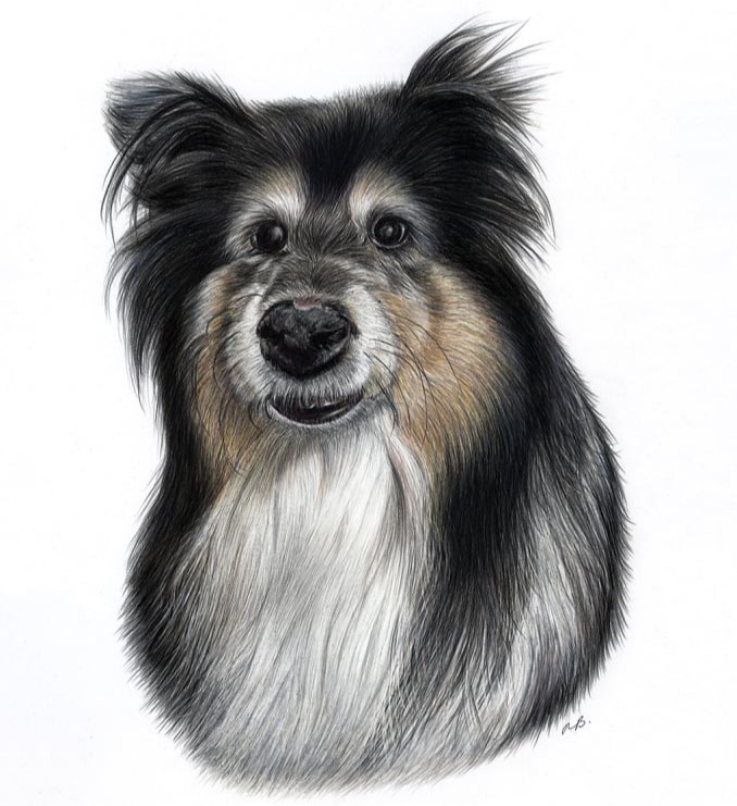 Portrait of Jess, black and white long-haired dog, coloured pencil drawing