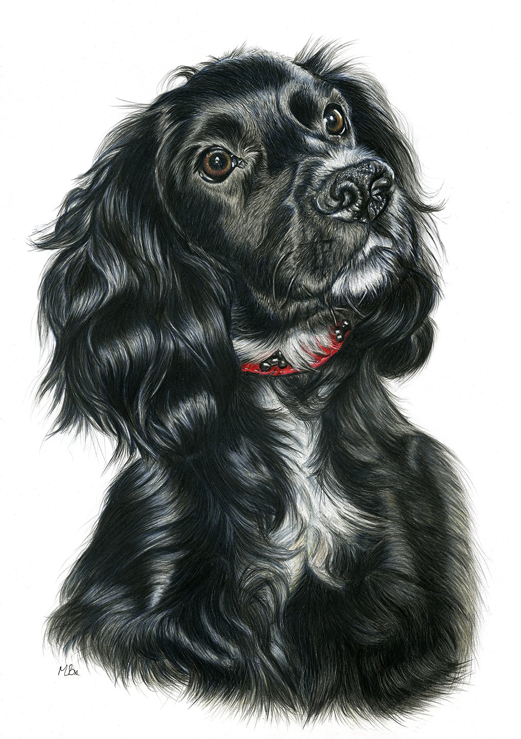 Marley black Springer Spaniel sitting proud coloured pencil portrait