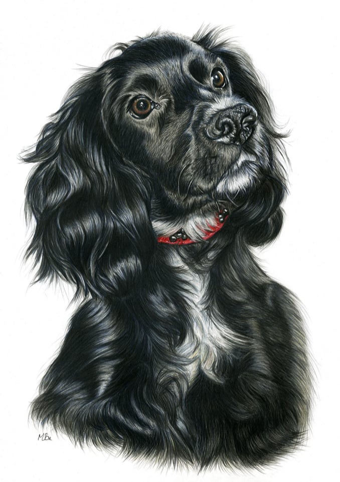 Marley black Springer Spaniel sitting proud coloured pencil portrait