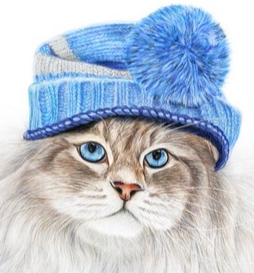 Fluffy cat with blue eyes wearing a blue knitted winter hat, coloured pencil drawing