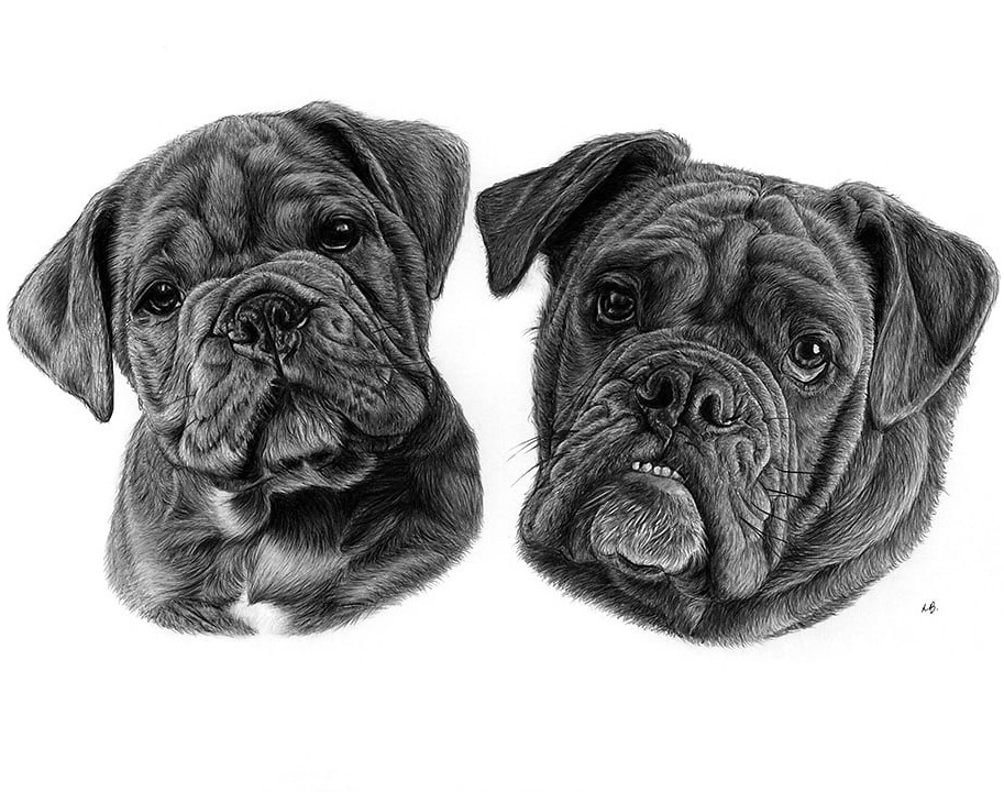 Double portrait of Mylo as a puppy and at six months old, black polychromos pencil drawing 