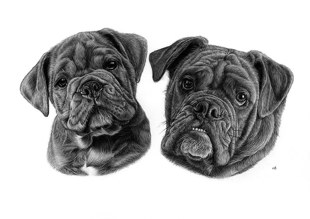 Completed hyper-realistic coloured pencil portrait of Mylo, showing him as a puppy and at six months old side by side