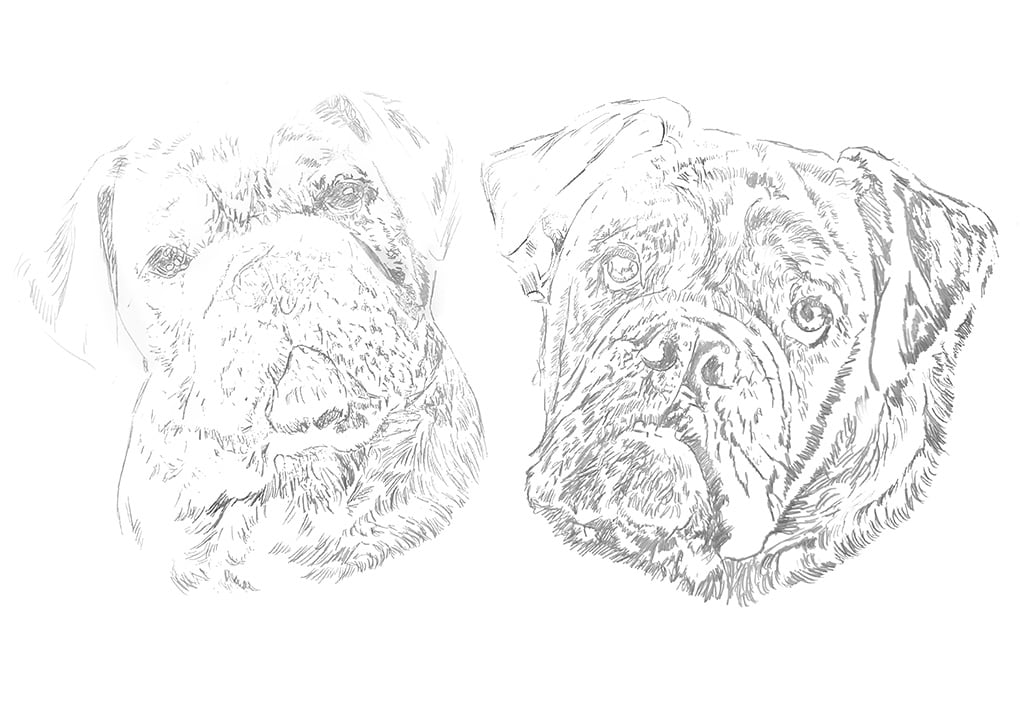 Light graphite outline of a double portrait of a black puppy, mapping proportions and composition for two side-by-side studies.
