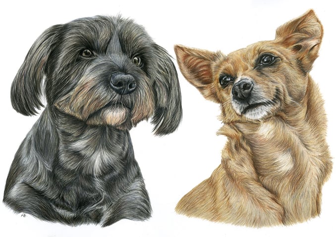 Double dog portrait of Poppy and Dora, black and sand coloured dogs in coloured pencil