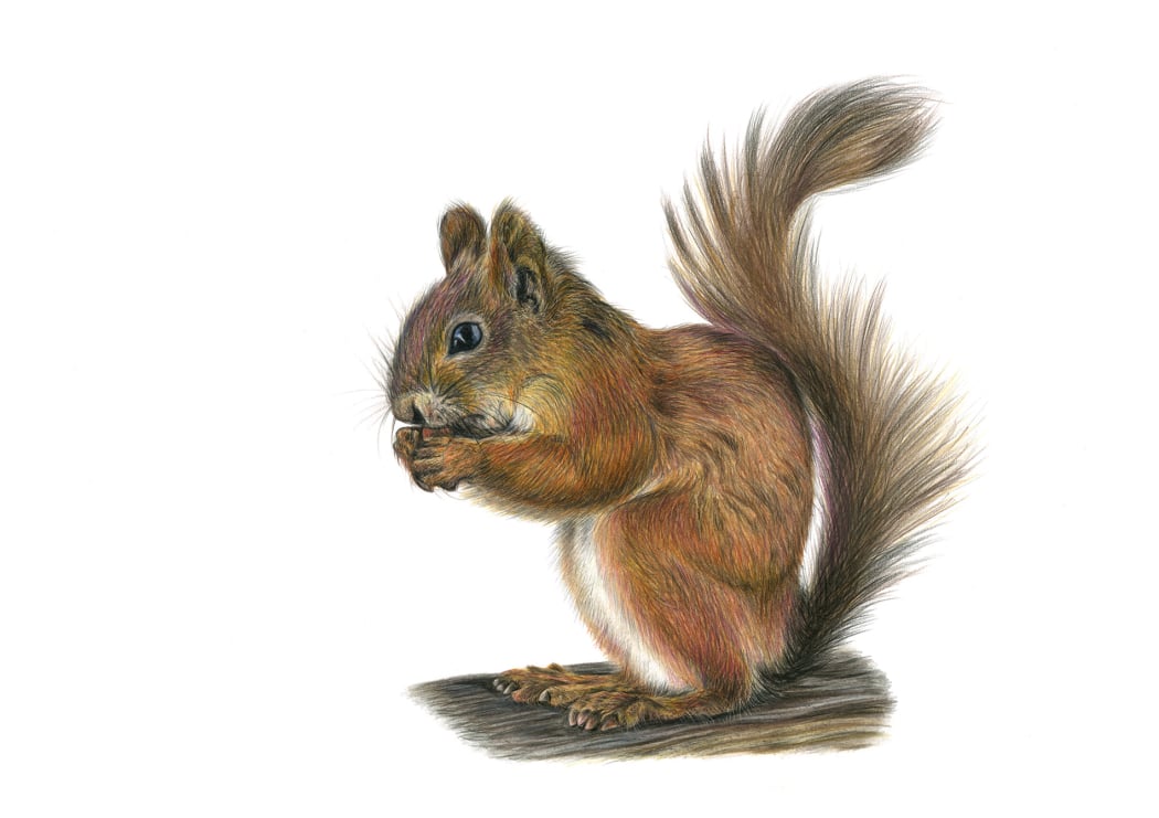 Realistic coloured pencil portrait of a Red Squirrel.
