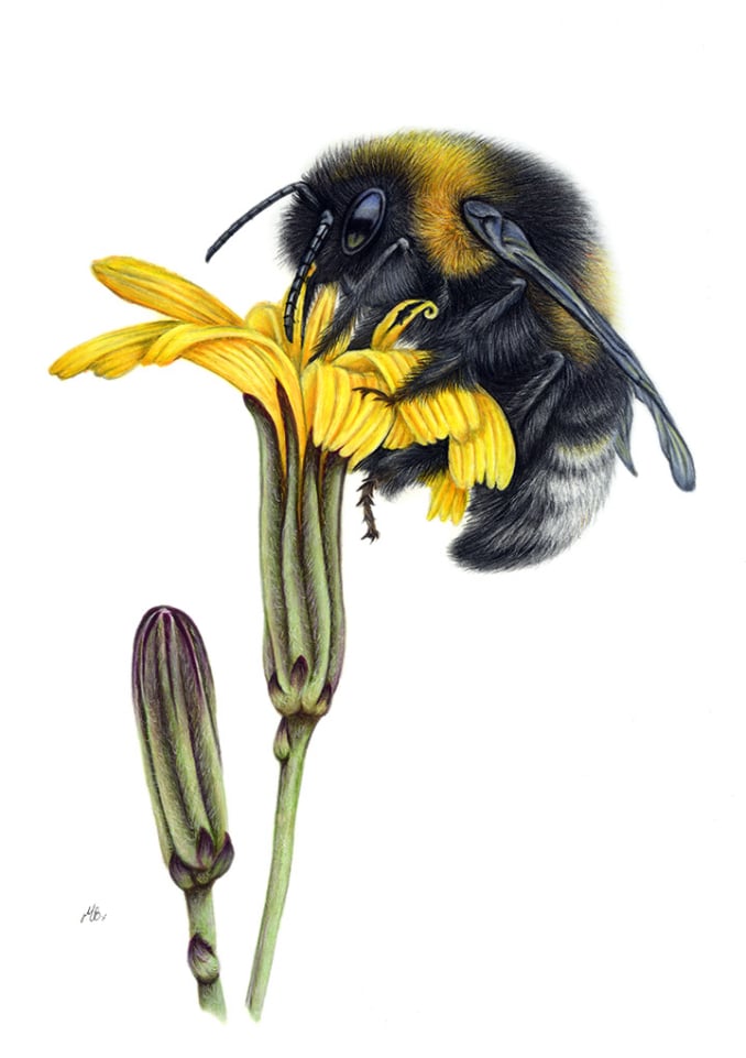Bumblebee on yellow flower coloured pencil drawing using polychromos pencils