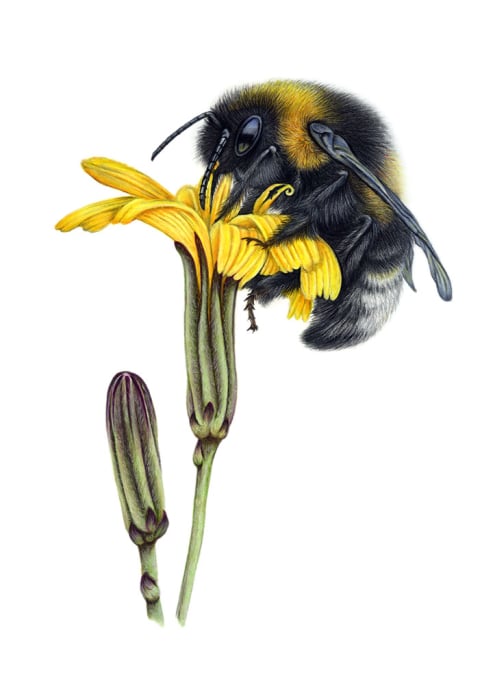 Bumblebee on yellow flower coloured pencil drawing using polychromos pencils