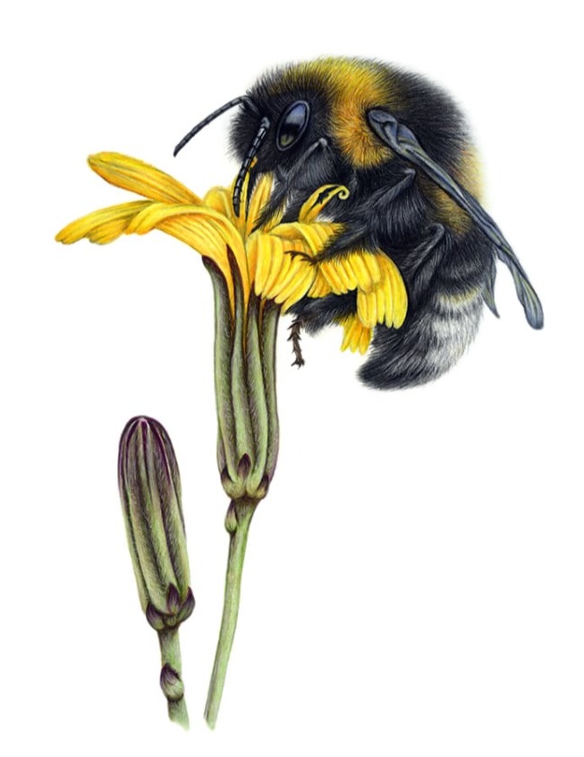 Bumblebee on yellow flower coloured pencil drawing using polychromos pencils