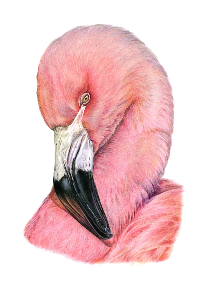The Pink Flamingo, coloured pencil drawing with Polychromos pencils