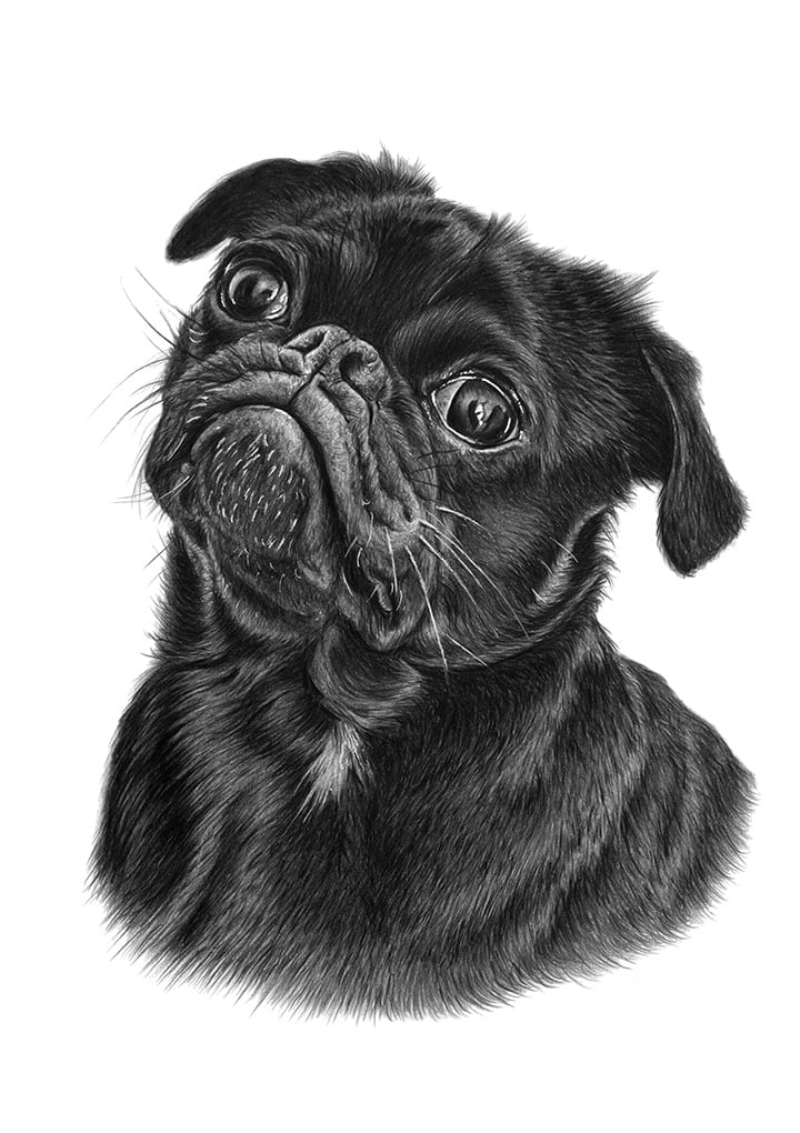 Black Pug portrait drawn with Polychromos coloured pencils