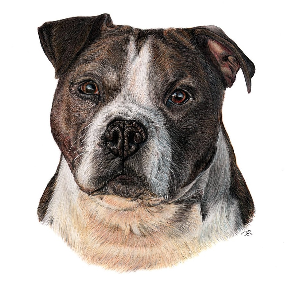 Tyson dog portrait in evening sunlight, coloured pencil drawing on A3 paper