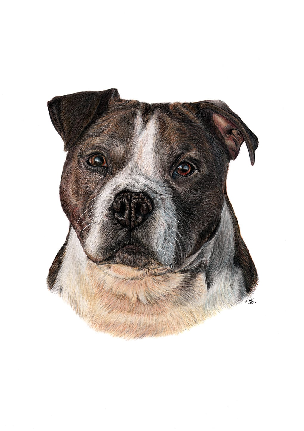 Tyson dog portrait in evening sunlight, coloured pencil drawing on A3 paper