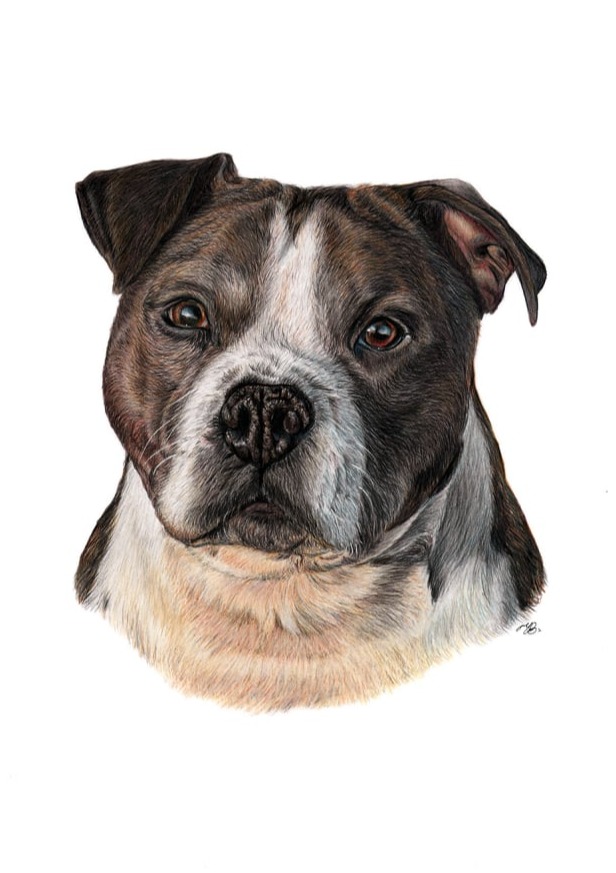 Tyson dog portrait in evening sunlight, coloured pencil drawing on A3 paper