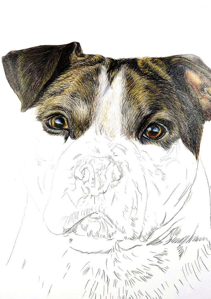 Mid-stage coloured pencil portrait of Tyson, with detailed eyes and partial fur rendering, while lower areas remain sketched