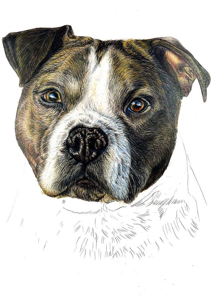 Developing coloured pencil portrait of Tyson, with increased depth, refined facial structure, and early fur texture emerging.