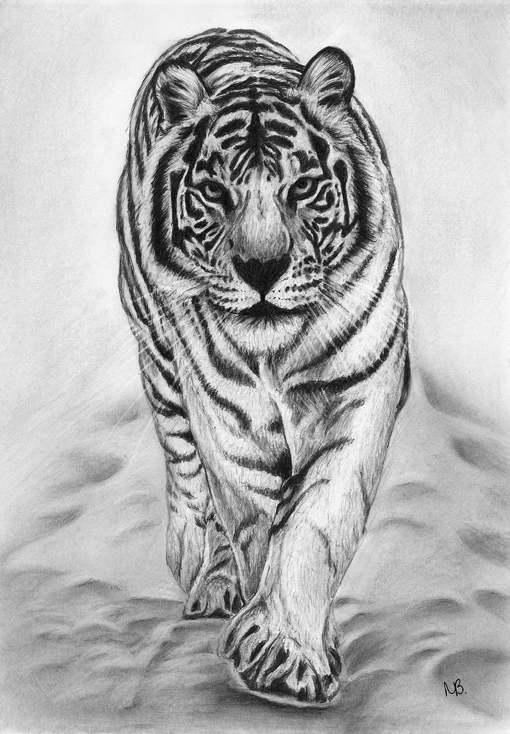 White tiger walking through snow, graphite pencil drawing